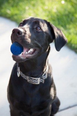 If you're moving with pets, here are 5 easy ways to keep them happy and stress-free