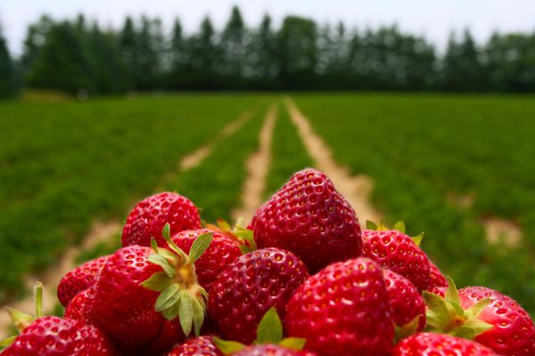 View Of Strawberries In Front Of Field